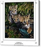 Leopard Cat Prionailurus Bengalensis Acrylic Print