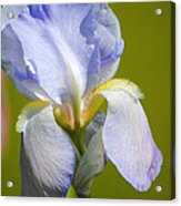 Lilac Blue Iris Flower Iii Acrylic Print