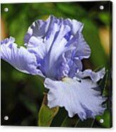 Lilac Blue Iris Flower Acrylic Print