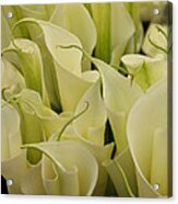 Lilies Galore Acrylic Print