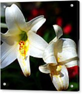 Lilium Longiflorum Flower Acrylic Print
