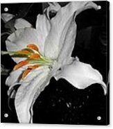 Lily Bell Acrylic Print
