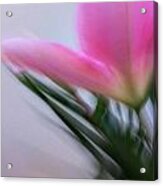Lily In Motion Acrylic Print