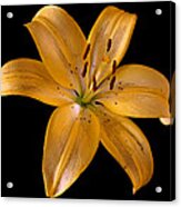 Lily Acrylic Print