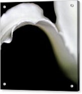Lily Petal From A Side View Acrylic Print