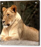 Lioness - Queen Of The Jungle Acrylic Print