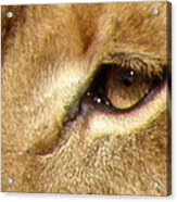 Lioness Eyes Acrylic Print
