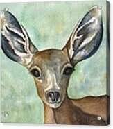 Little Fawn Acrylic Print