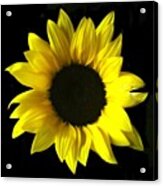 Live Life Like A Sunflower, And Find Acrylic Print