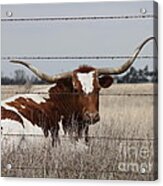 Long Horn Cow Acrylic Print