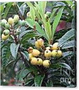 Loquats In The Rain Acrylic Print