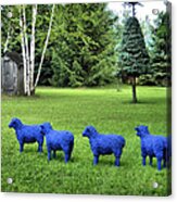 Lost Little Sheep 2 Acrylic Print