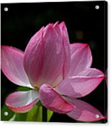 Lotus Beauty--beauty In Disarray Dl027 Acrylic Print
