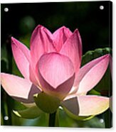 Lotus Beauty--radiant Beauty Dl011 Acrylic Print