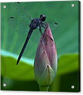 Lotus Bud And Slatey Skimmer Dragonfly Dl072 Acrylic Print