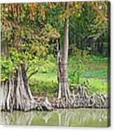 Louisiana Cypress Acrylic Print