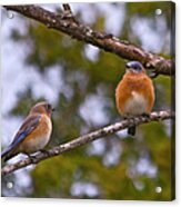 Love Birds Acrylic Print