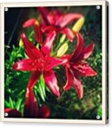 Love #red #lily #flowers In My #backyard Acrylic Print