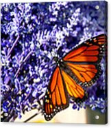 Lovely Lavender Acrylic Print