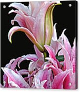 Luscious Lilies Acrylic Print