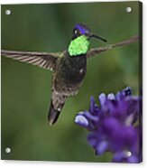 Magnificent Hummingbird Acrylic Print