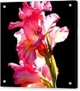 Majestic Gladiolus Acrylic Print