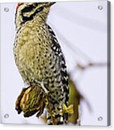 Male Ladder Back Woodpecker Eating Pecan Acrylic Print