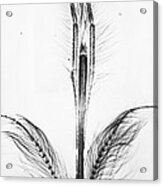 Male Mosquito Proboscis Acrylic Print