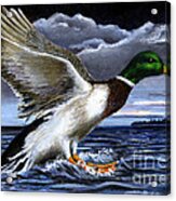 Mallard Acrylic Print