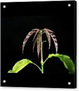 Mango Tree Baby Leaves Shooting Out Acrylic Print