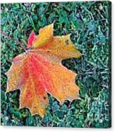 Maple Leaf Acrylic Print