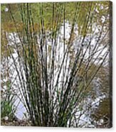 Marsh Grass Acrylic Print