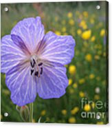 Meadow Cranesbill Geranium Pratense Acrylic Print