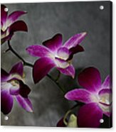 Miniature Orchids Acrylic Print