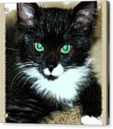 Mishu Bob Tail Acrylic Print