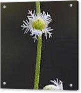 Miterwort Flowers Acrylic Print