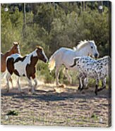 Mixed Herd Arizona Acrylic Print