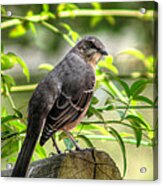 Mocking Bird Acrylic Print