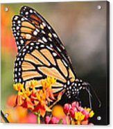 Monarch And Milkweed Acrylic Print