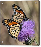 Monarch Butterflies On Field Thistle Din162 Acrylic Print