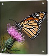 Monarch Butterfly On Thistle 13a Acrylic Print