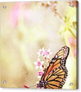 Monarch Canvas Acrylic Print