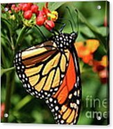 Monarch Acrylic Print