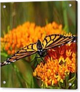 Monarch On Butterfly Weed Acrylic Print