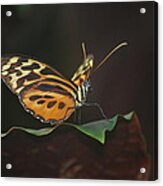 Monarch Perch Acrylic Print