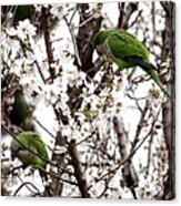 Monk Parakeets Acrylic Print