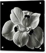 Morea Lily 2 In Black And White Acrylic Print