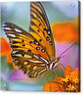 Morning Butterfly Acrylic Print