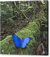 Morpho Butterfly In Rainforest Acarai Acrylic Print