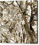 Mossy Oak Tree Acrylic Print